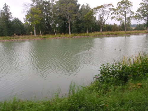 Ducks.